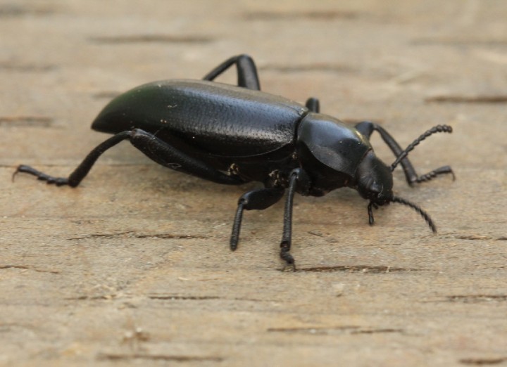 Darkling Beetle